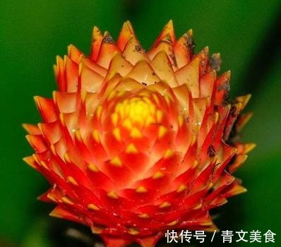 朱红色|养花就养“秀丽”的，叶色青翠有光泽，花冠呈朱红色，花开太美了