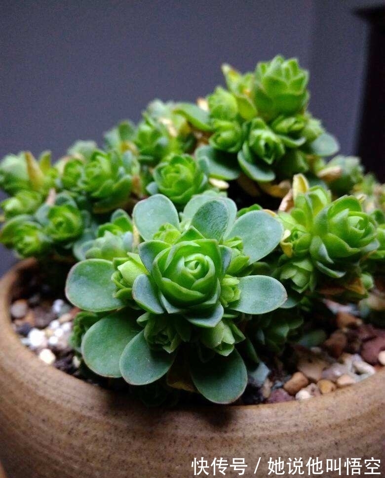 多肉一开花,赶紧剪掉花箭,不然只剩空盆!