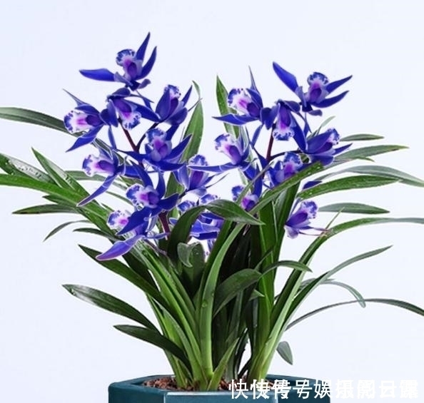 雅赏|此兰只应“天上”有,人间哪得几回闻,花色罕见,让人百看不厌