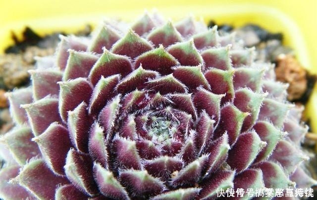 花友|这“三种花”就得虐着养，“少浇水，狠心剪”，轻松花开小半年！