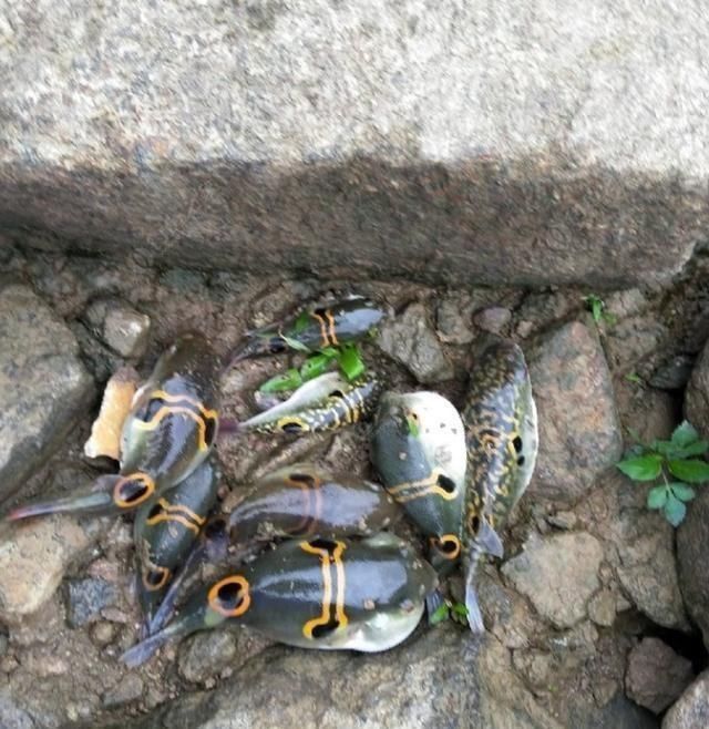 咬断鱼线、驱赶罗非鱼，珠江来了群“凶猛掠食者”，钓鱼人头疼