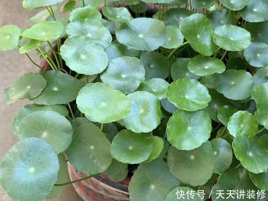 糟蹋|养花不懂得浇水的技巧，只会白糟蹋钱和植物