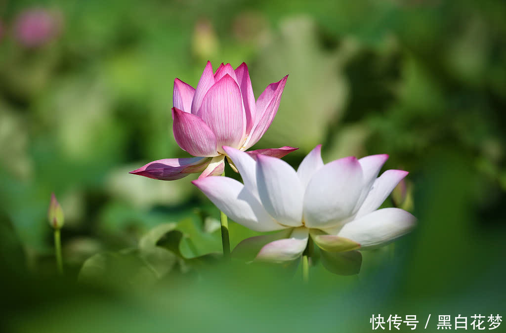 荷花|广西柳州：芒种到 荷花绽放正艳