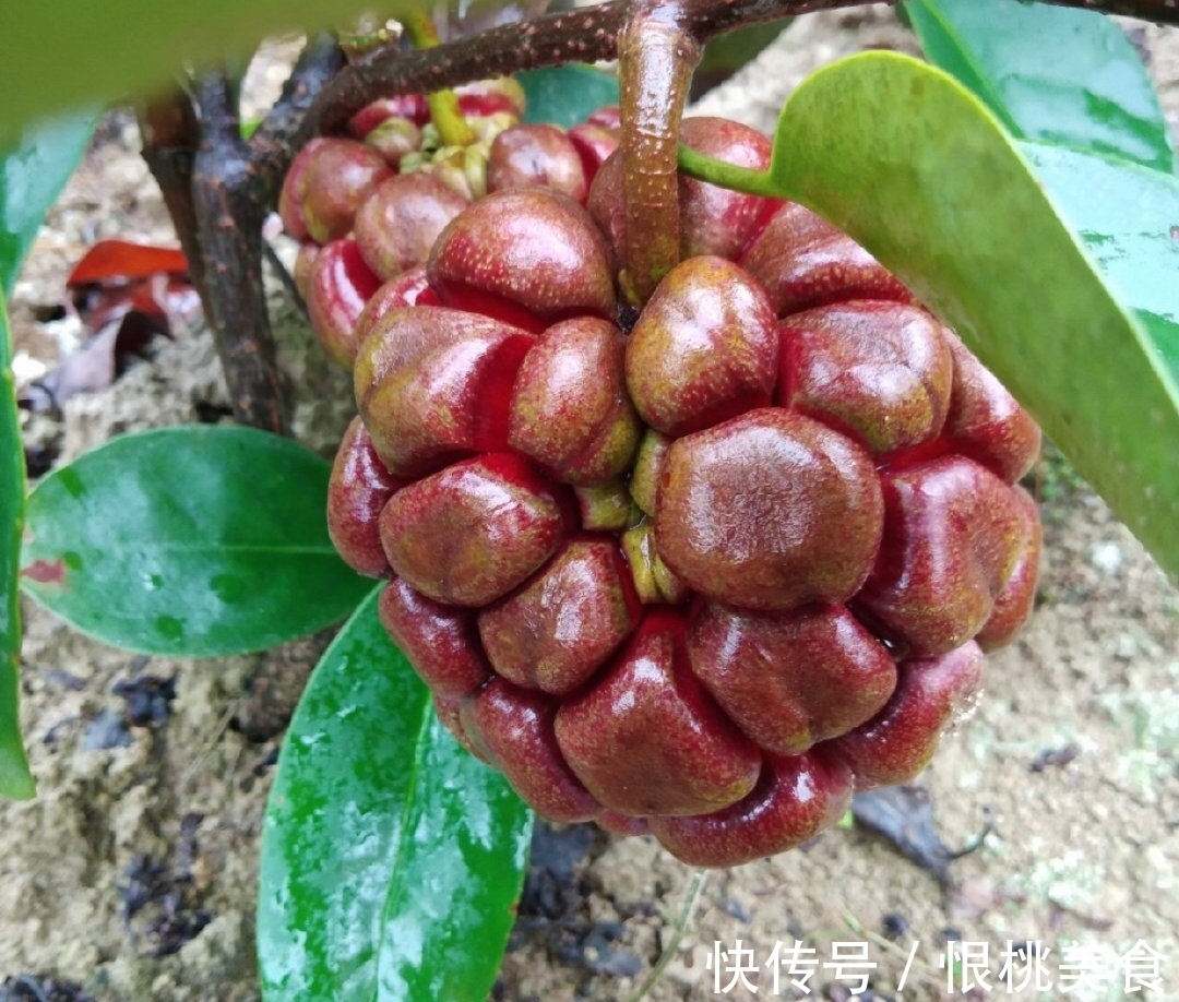 布福娜|海贼王里面恶魔果实,现实中真的存在? 超市就买得到128元一个