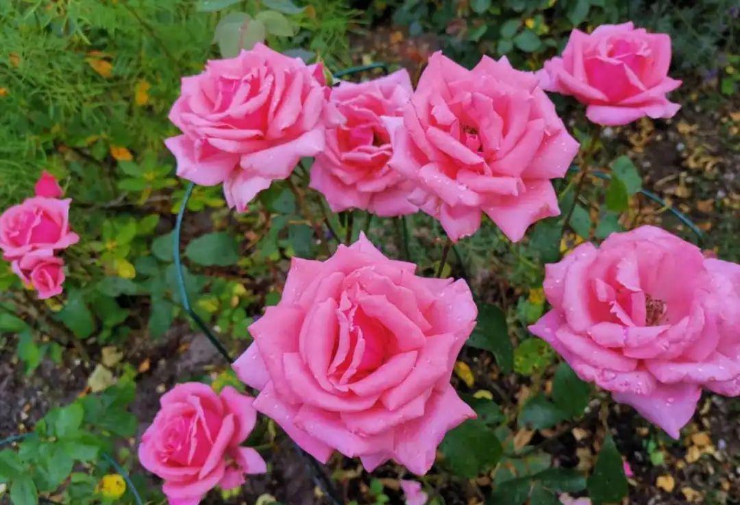 准备好，这花下个月要开，赶紧施肥、催花