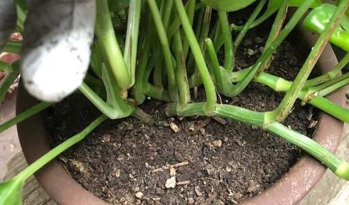  不用|土壤结块戳不动该怎么办？7天浇一次它，养花不用再换土了