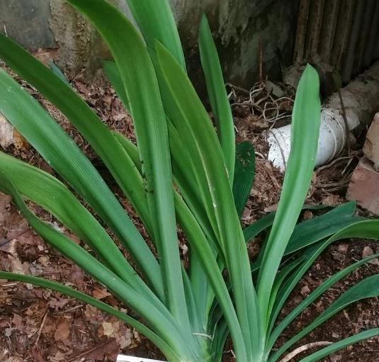 秋天养君子兰有妙招,掌握3点,叶片肥厚花苞多