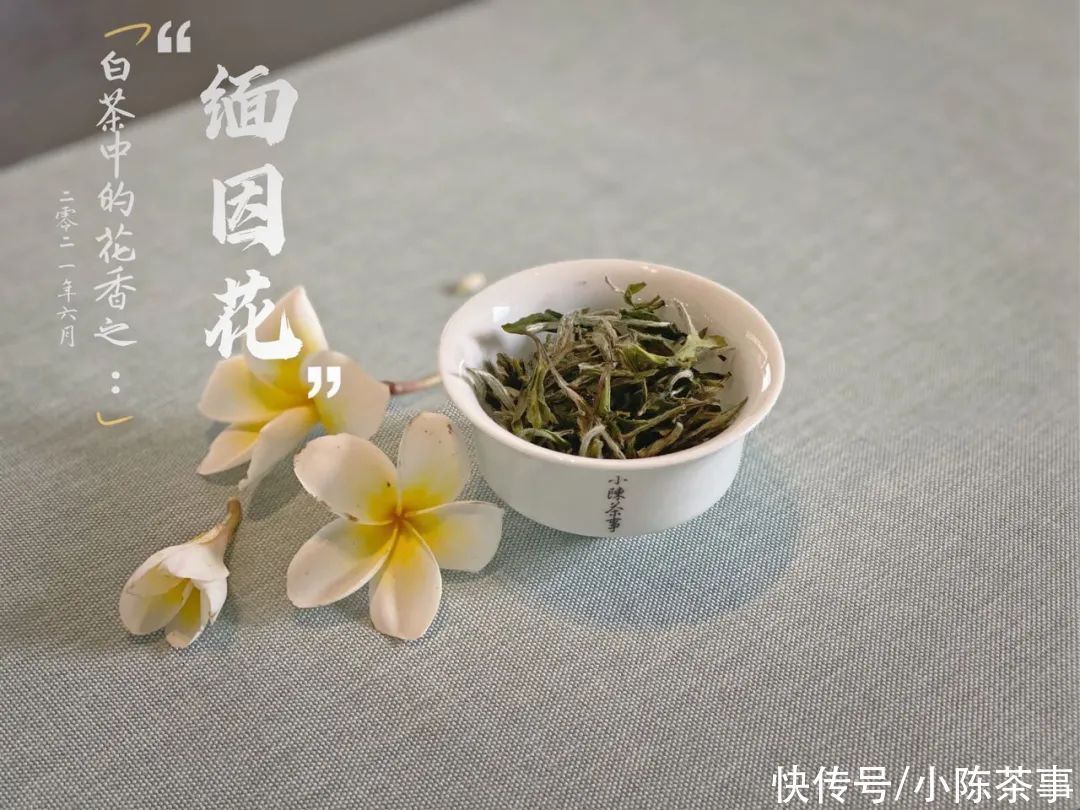 新茶|新白毫银针VS老白毫银针，是不是新茶的毫香味，喝起来更浓一点？