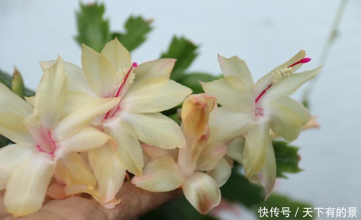 养蟹爪兰要舍得“掰”,生长季节长叶多,花期才能花开不停