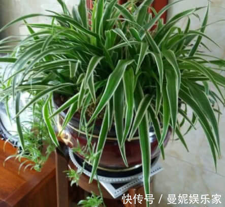 吊兰养不好记住关键这点,不干尖不烂根,轻松爆盆,长满小吊兰