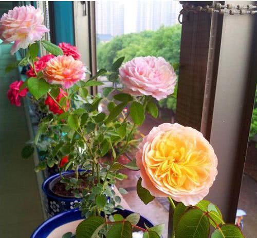 4种花养家里，夏天不怕热，冬天不怕冷，花开不断，满屋子飘香！