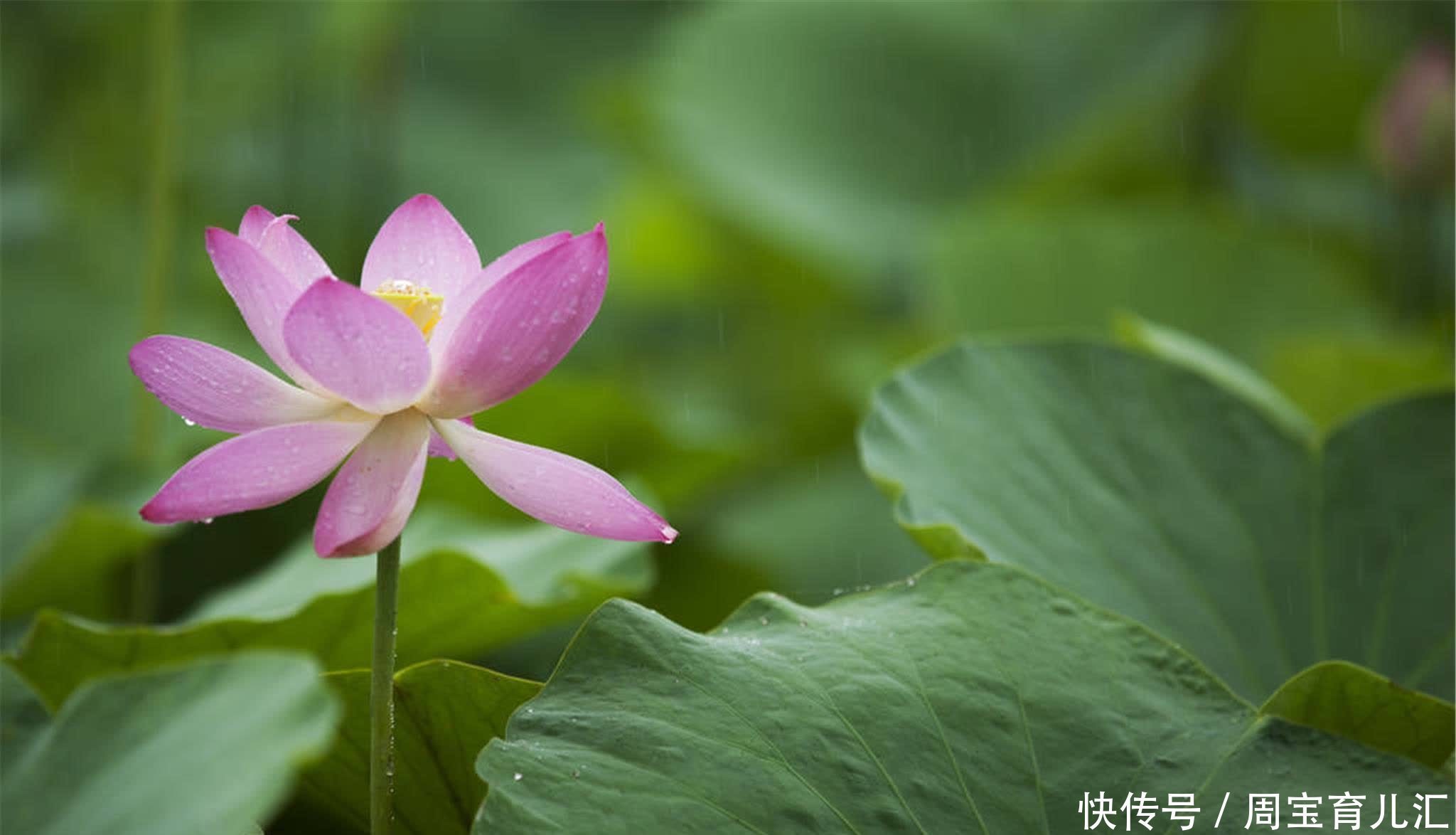 说话做事,若不顾后果,必然会自食其果