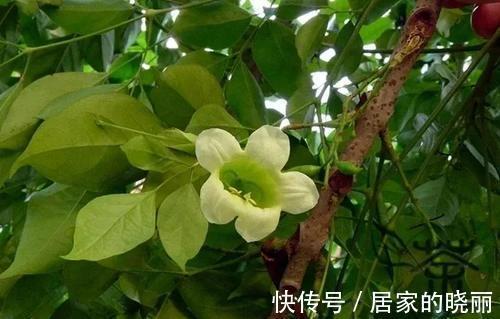 盆栽|盆栽幸福树掉叶枯叶的三大原因,教你辨别和挽救它