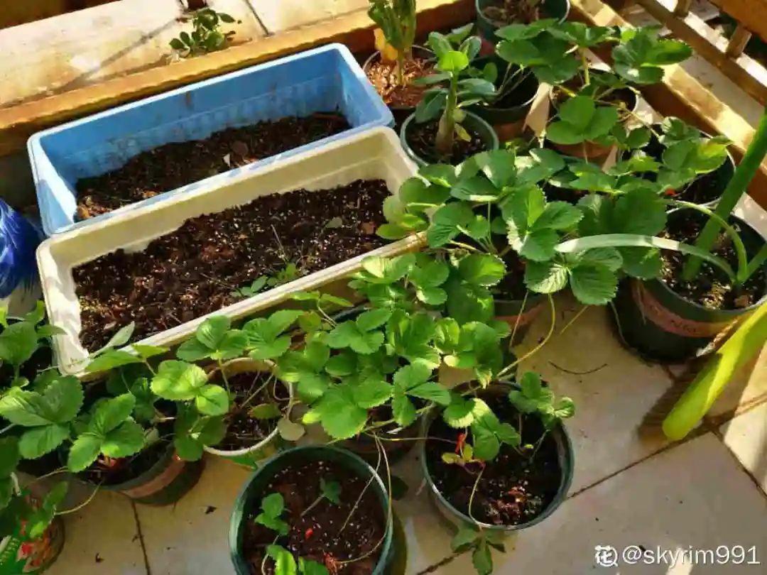 嫩苗|7种花养老桩不好,多扦插、养嫩苗,才能年年开花