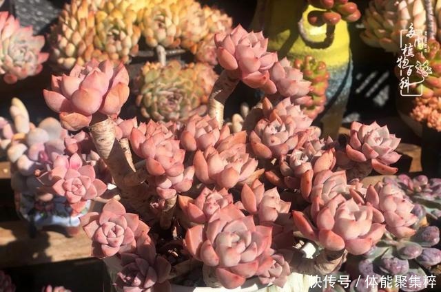 在茜的多肉小院里，花时间种快乐！在茜的多肉小院里，花时间种快乐！