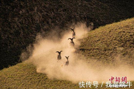 野生动物|甘肃省会兰州的城郊山间岩羊出没