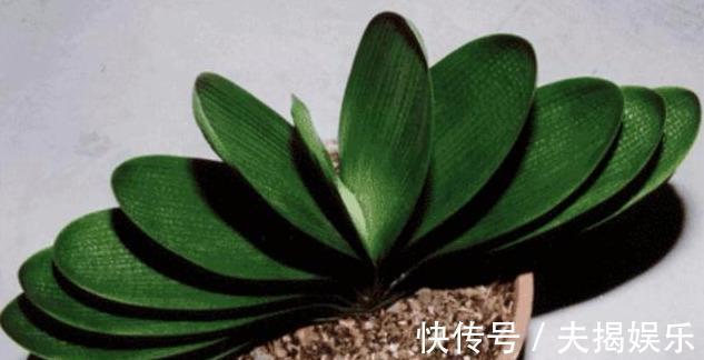 花莛|养护君子兰,做好“六点”,根系白又粗,叶子肥厚,年年开花!