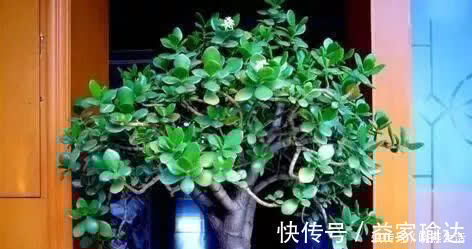 玉树|养花不如“养树”,这3种最合适,养人、旺财、吸甲醇,值!