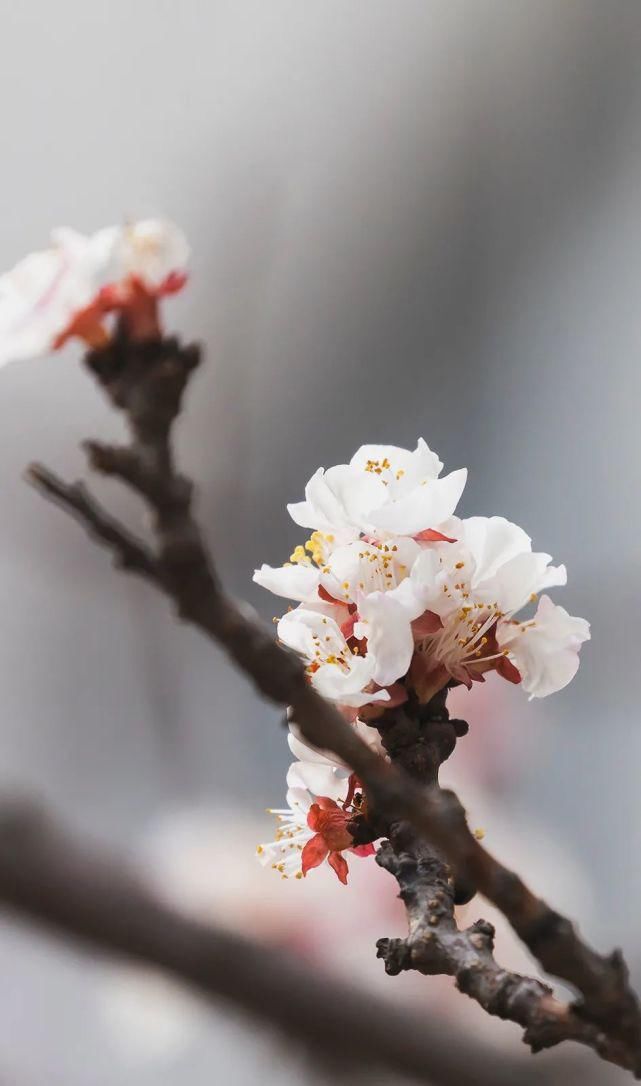 又是一年春意暖,杏花枝头闹