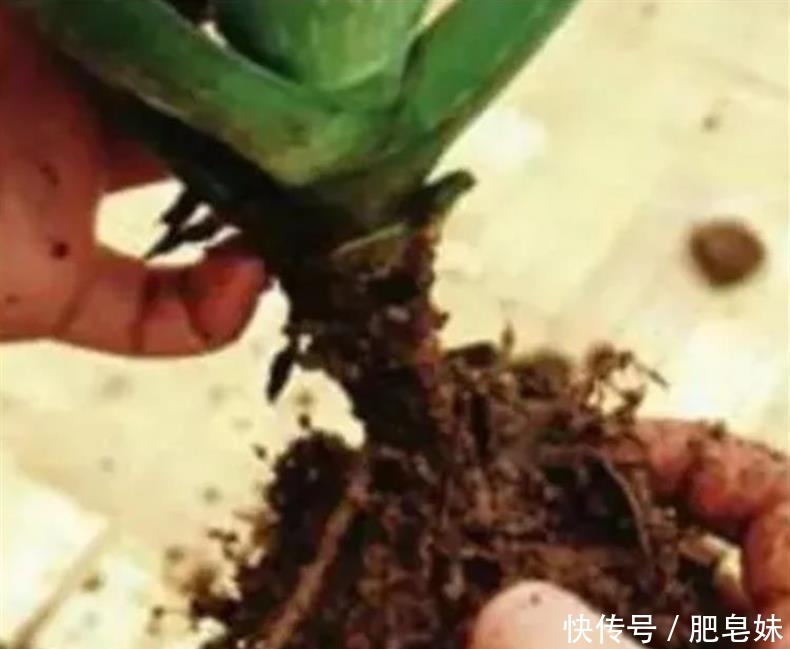 水培多肉|多肉还可水培?多肉土培转水培,快速生根方法全在这儿~