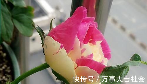 牡丹|月季是“药罐子”?养这款月季,抗病性5颗星,开花比牡丹还美艳