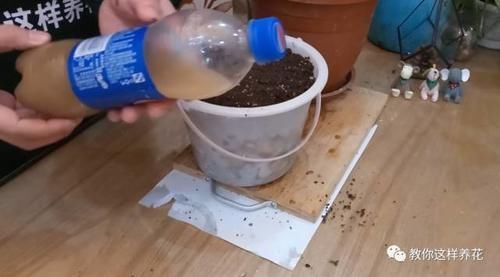 花草养不活，放点香蕉皮，打鸡血一样疯长！