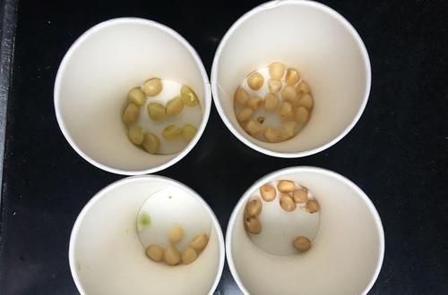 小苗|天暖以后,适合繁殖君子兰,学会3招,90天变成君子兰大户