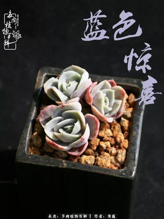 养了三年多肉,终于明白佛系养肉才是王道!