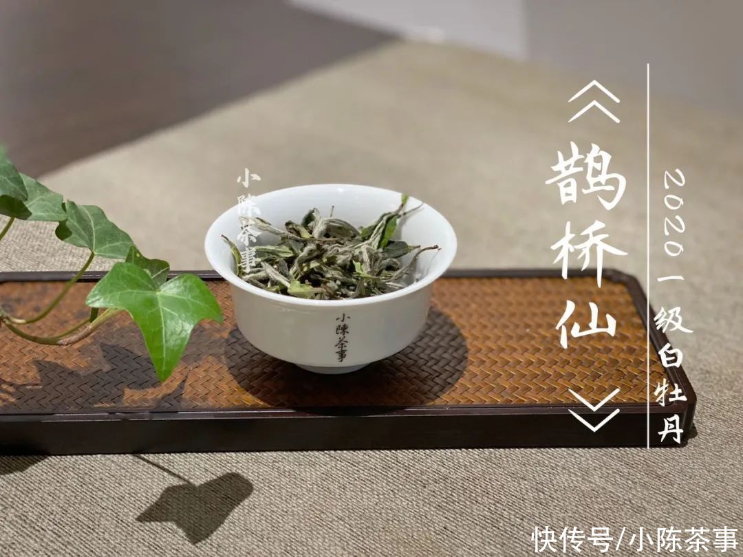  白牡丹|花香满颊，汤水劲滑，时隔7个月，2020白牡丹有了哪些变化？