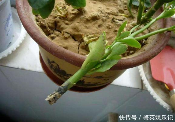 扦插长寿花:从母株上选枝叶、催根、育苗,得做好这些细节