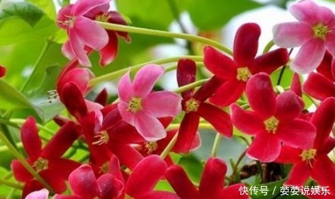 种花|新手养花,就养清香美丽,花开红艳的花卉,花语身体健康!