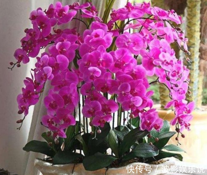 蝴蝶兰花|家养4种“真爱花”,夫妻同心同德,好运来,丈夫宠爱幸福满满!