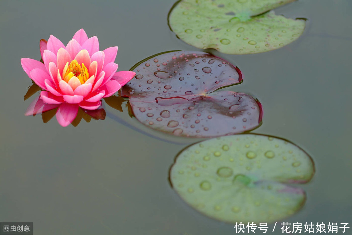 3月栽进水缸的睡莲,掌握4个养殖技巧,才5月初,花就爆缸