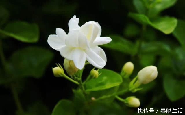 天竺葵|这3种花夏天能暴晒，越晒活力更足，开花更旺