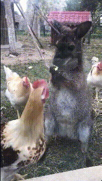 |搞笑GIF:鱼:医生,医生,我觉得我还能抢救一下