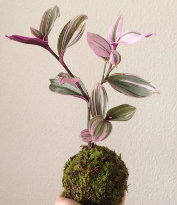 室内绿植种花不用盆，揉一个小球吊起来就让家里美翻