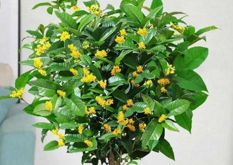 家里只养4种健康花,食用美化环境两不误