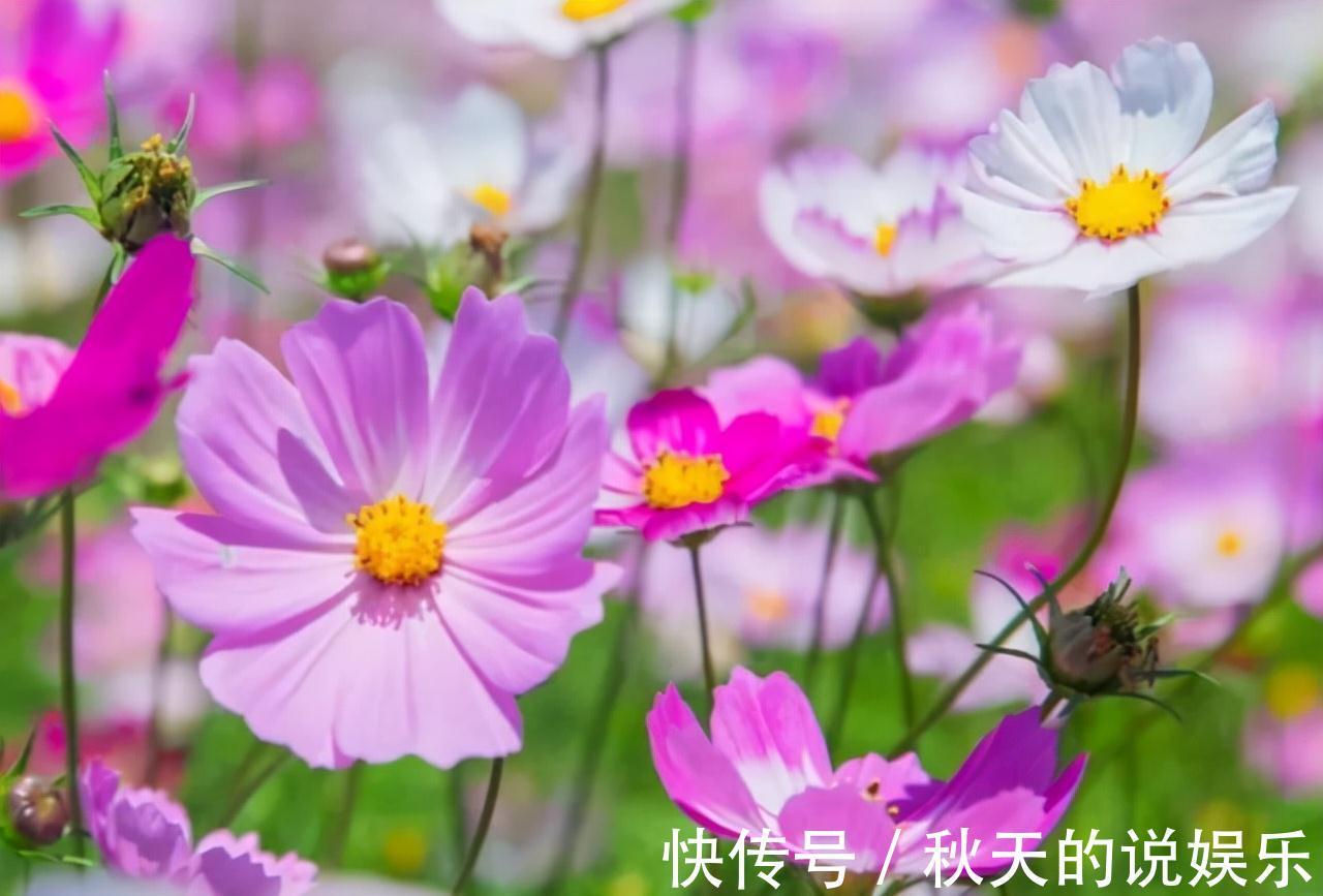 农历九月十八霜降后，养什么花？家里养3种花，大吉大利如意吉祥