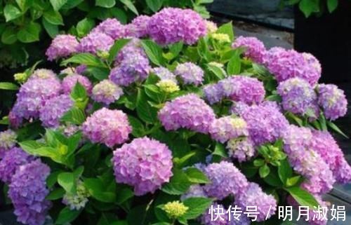 种花|美得出奇的4种花，花朵超漂亮，一年开花多次，养护容易