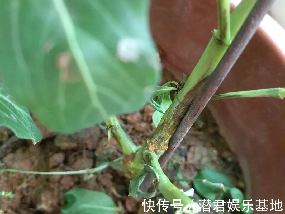 风油精|可以浇花的药，过期也要留着，保花不生虫、不生病！