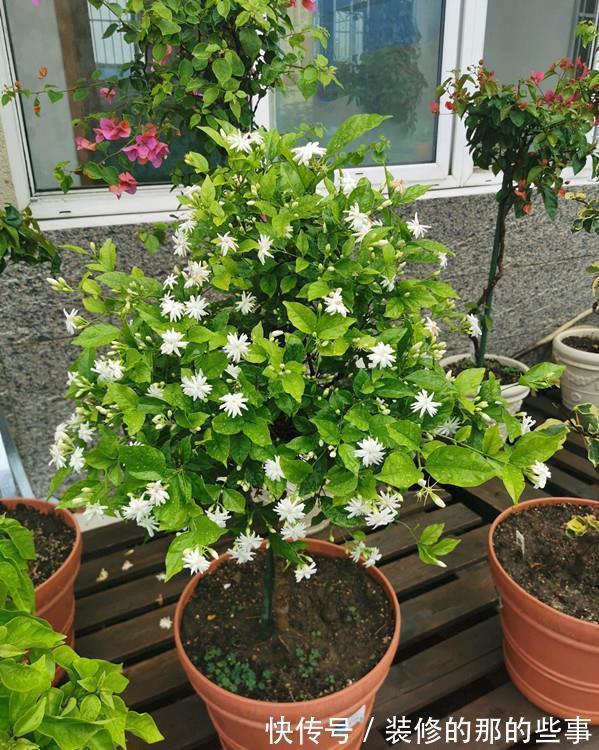 光辉岁月|5种“漂亮花”,40度高温依然爆花球,开花200天,越热花越多