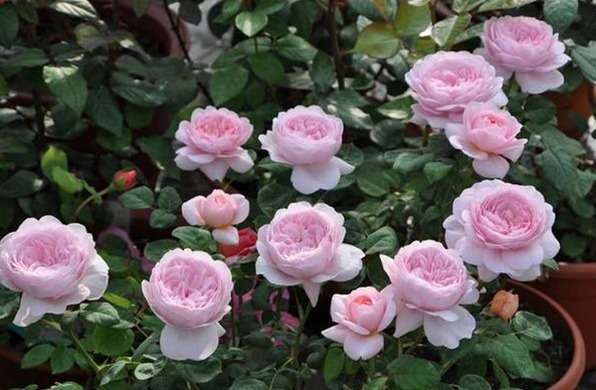 喜欢菊花,不如养盆“玫瑰精品”瑞典女王,气质优雅,女王范儿