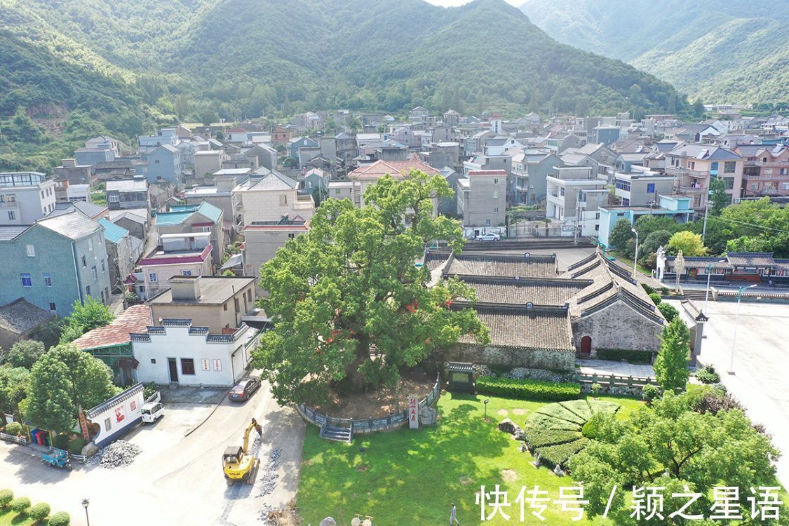 灵芝谷|象山樟岙村，灵芝谷，千年古樟的树洞越来越小