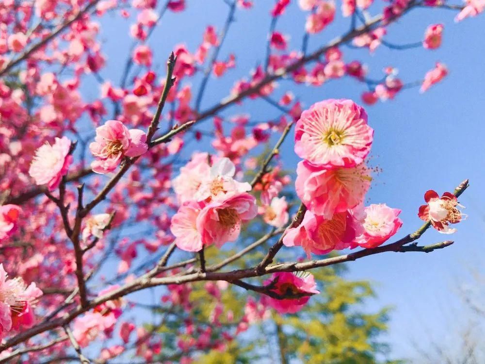 老年|春暖花开!阜城第一波春色来啦~