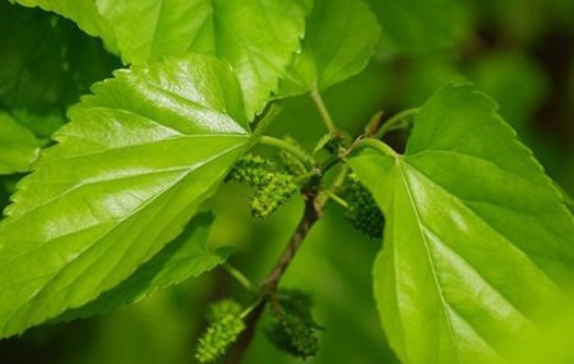 桑枝|你有脚气吗农村一种普通的树枝，专门治脚气，快速有效还免费！