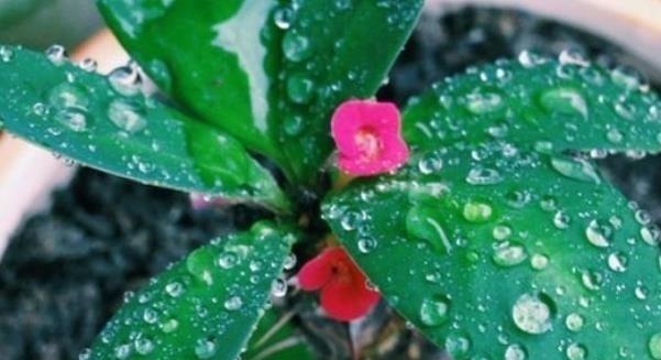 观赏价值|再美观也不能在家里养的3种花,不知你家有没有,尤其是第二种