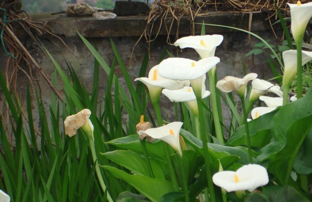 世界上最美的5种花,见过一种我就服你!