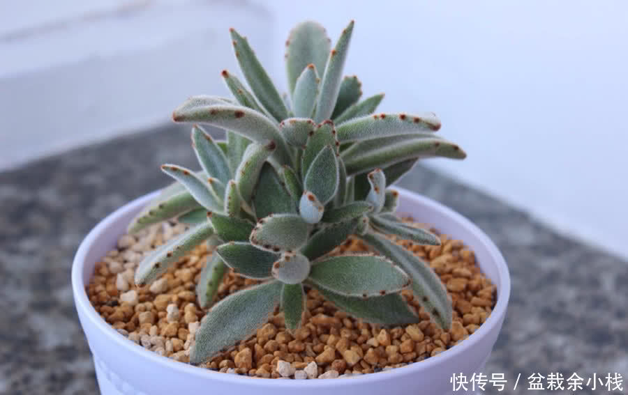 多肉珈蓝菜属，唐印、月兔耳、江户紫、落地生根、趣蝶莲、千兔耳