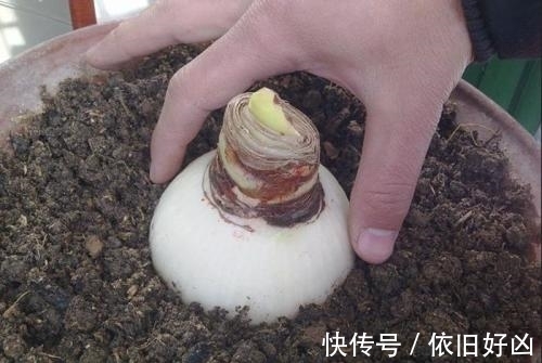 如何让朱顶红的种球复壮有诀窍,学到了,能让它一年多次开花