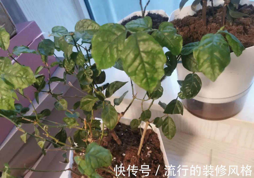 黄叶|养花“黑名单”实在太难养，心累